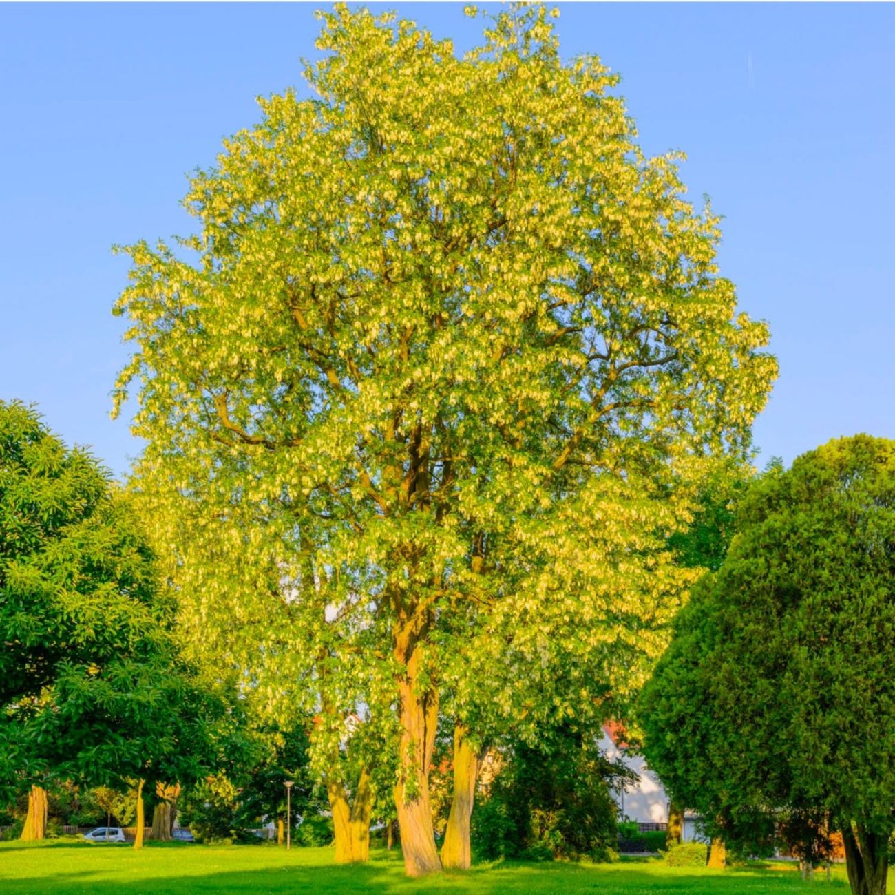 Robinier faux-acacia au soleil, feuillage doré